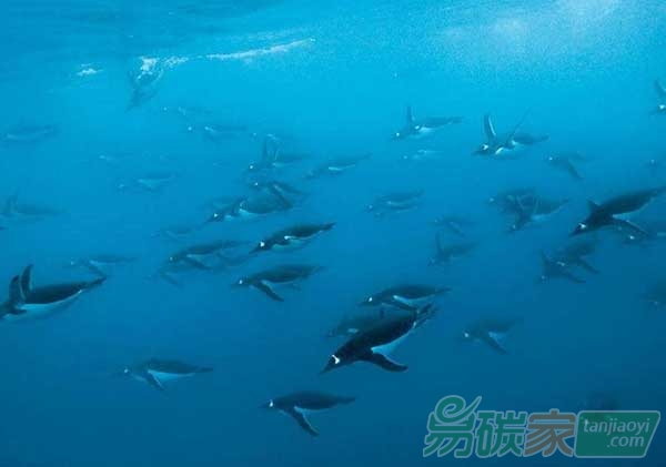 “海洋細(xì)菌推動海洋碳儲存”