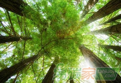 【成功案例解析經(jīng)驗分享】農(nóng)民種樹林地如何通過碳匯交易來賺錢增收