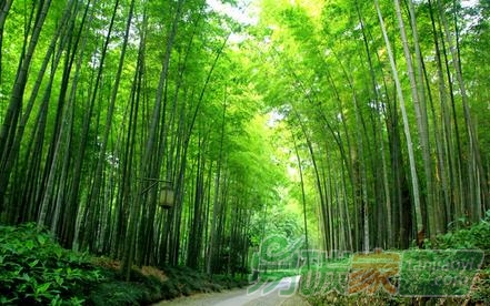 林業(yè)碳匯項(xiàng)目的儲(chǔ)備與開(kāi)發(fā)“為何前期有點(diǎn)慢”的原因有哪些？