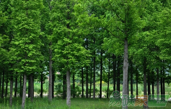 國家林業(yè)局辦公室關于印發(fā)《2015年林業(yè)應對氣候變化政策與行動白皮書》的通知【辦造字〔2016〕219號】