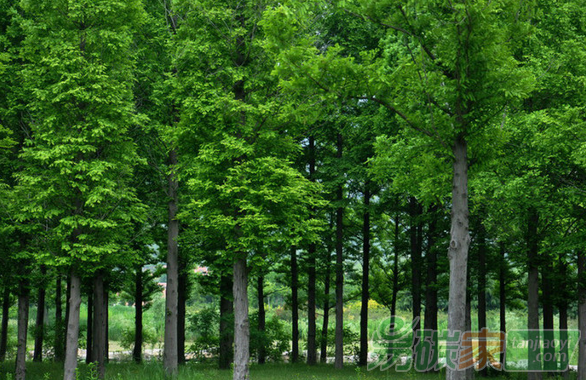 國家得生態(tài) 林農(nóng)得實(shí)惠——林業(yè)局局長張建龍解讀集體林權(quán)改革