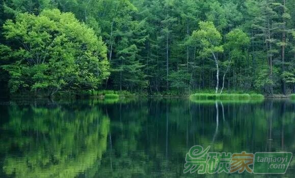林業(yè)應(yīng)對氣候變化，聽聽專家怎么說