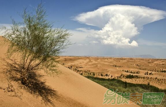 BP深化與億利集團(tuán)伙伴關(guān)系，攜手推進(jìn)林業(yè)碳匯項(xiàng)目