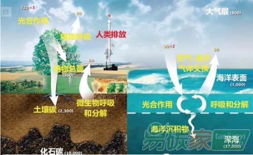 中國(guó)林業(yè)碳匯的發(fā)展趨勢(shì)與展望解讀